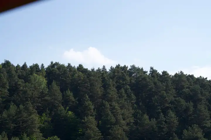 Las na wzniesieniu - Dom Na Wzgórzu w Tresnej